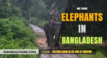 Exploring Bangladesh's Wildlife: Do Elephants Roam Its Forests and Plains?