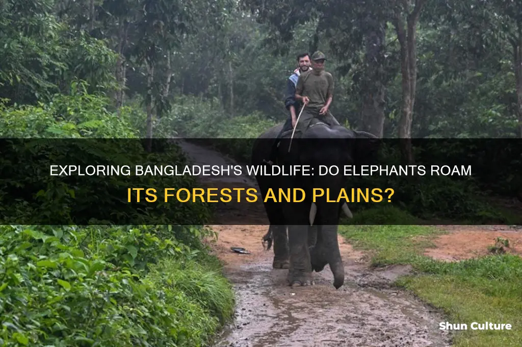 are there elephants in bangladesh