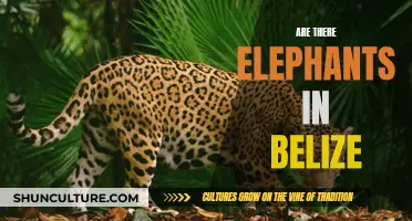 Exploring Belize: The Mystery of the Elephants