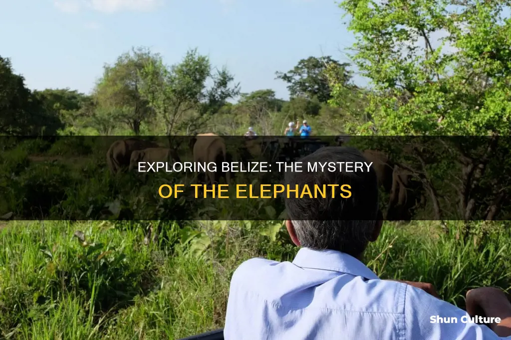 are there elephants in belize