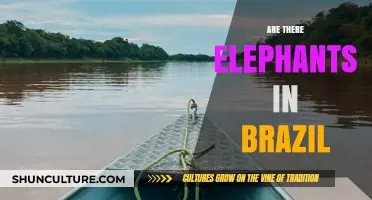 Exploring Brazil's Wildlife: Do Elephants Roam the Amazon Rainforest?