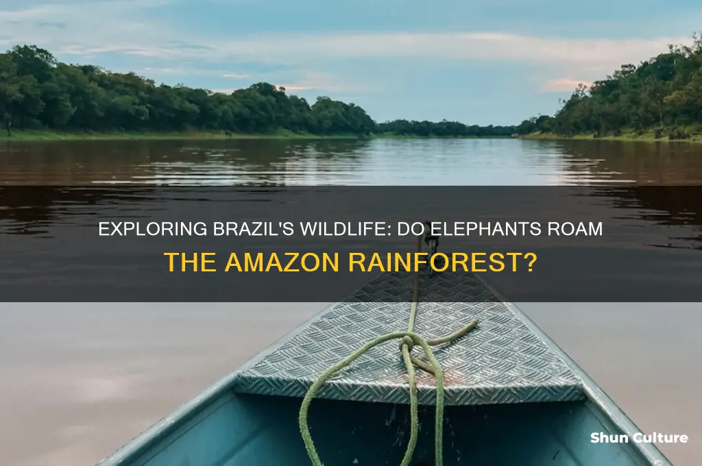 are there elephants in brazil