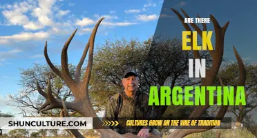 Exploring Argentina's Wilderness: Are Elk Part of the Landscape?