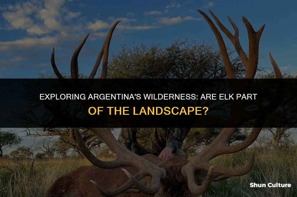 are there elk in argentina