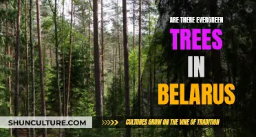 Evergreen Trees in Belarus: A Natural Wonder