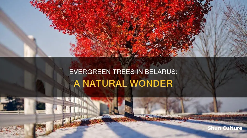 are there evergreen trees in belarus