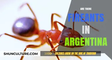 Exploring the Presence of Fire Ants in Argentina: A Comprehensive Guide