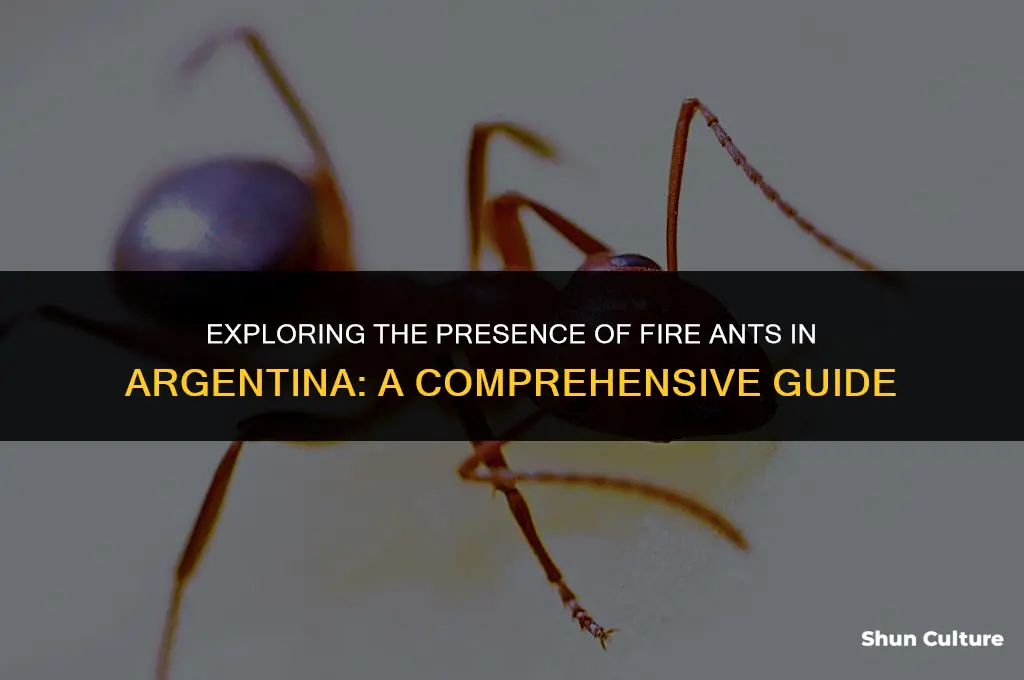 are there fireants in argentina