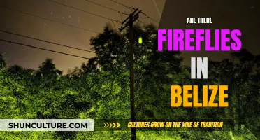 Fireflies in Belize: A Natural Wonder