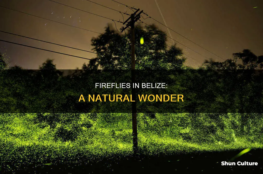 are there fireflies in belize