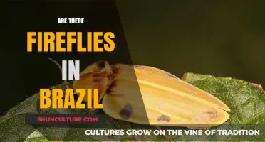 Glowing Wonders: Exploring Brazil's Fireflies and Their Magical Habitats