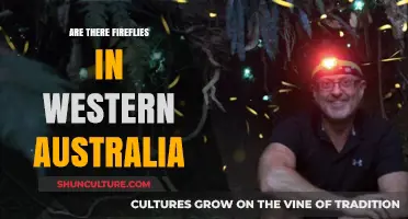 Fireflies in Western Australia: Do They Exist?