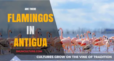 Flamingos in Antigua: Exploring the Presence of These Pink Birds