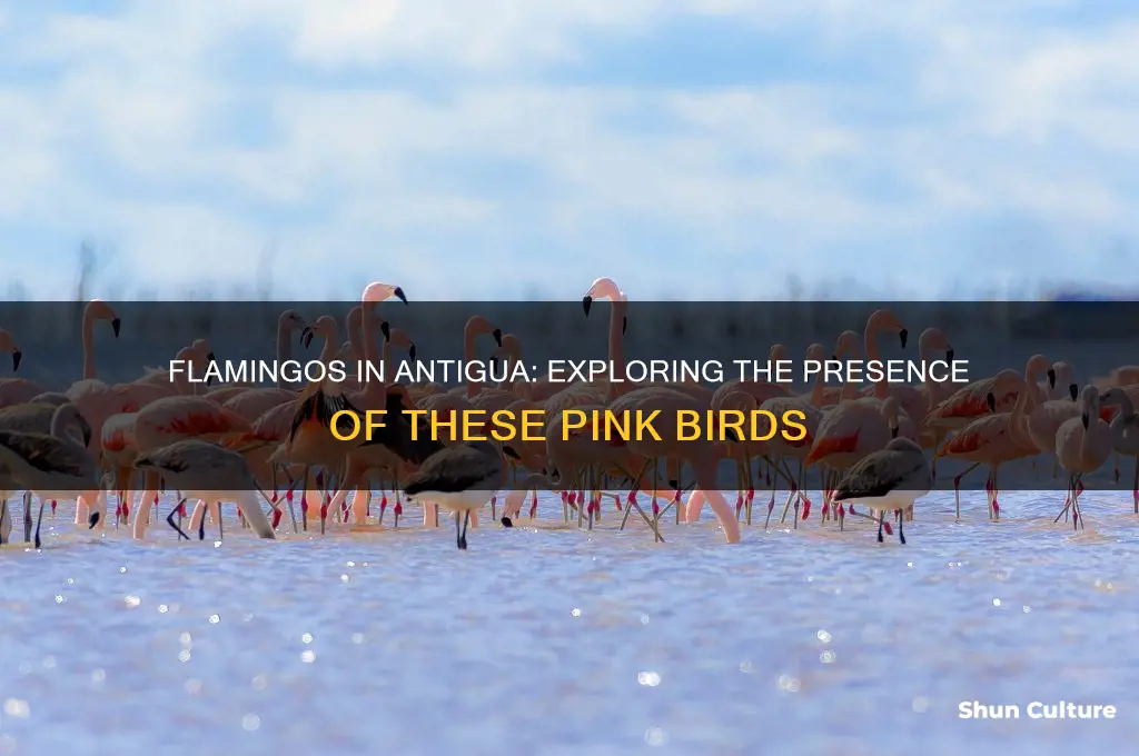 are there flamingos in antigua