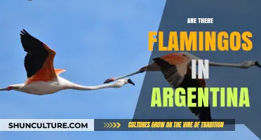 Exploring Argentina's Wetlands: A Quest for the Elusive Flamingo
