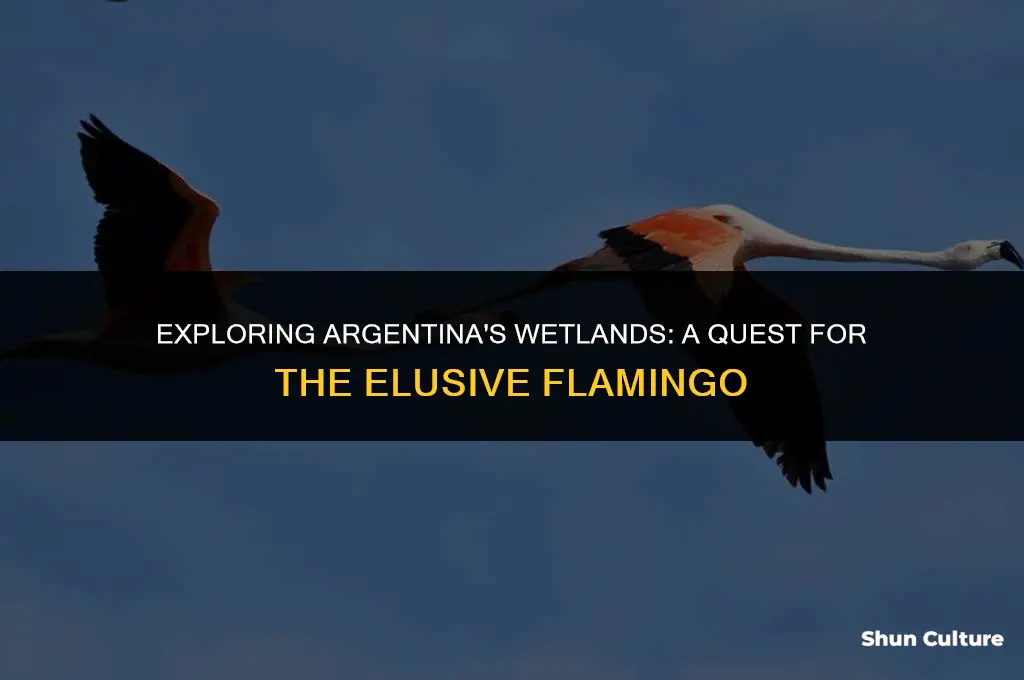 are there flamingos in argentina