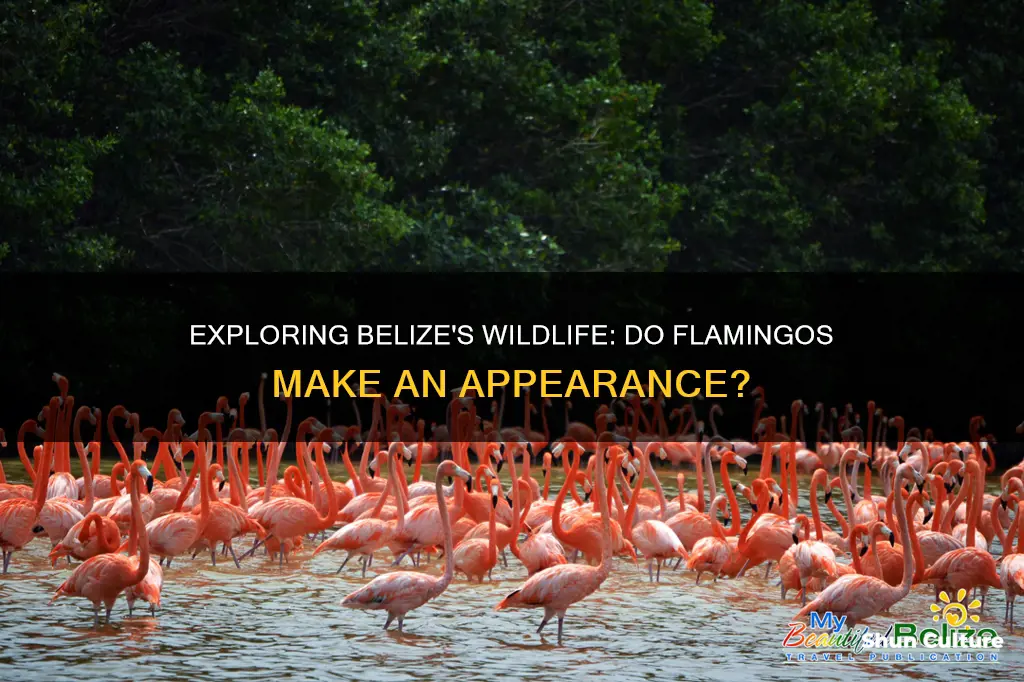 are there flamingos in belize