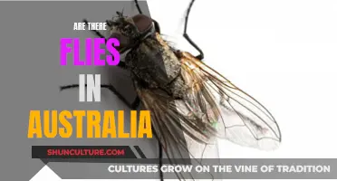 The Australian Fly Problem: Understanding Their Ubiquity