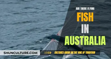 Flying Fish in Australia: Myth or Reality?