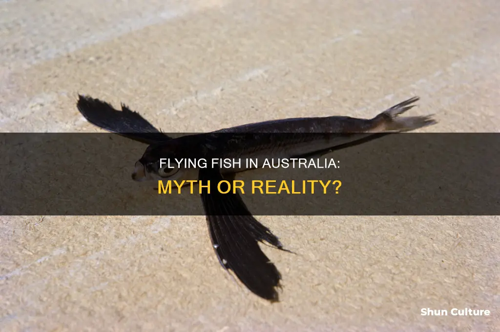are there flying fish in australia