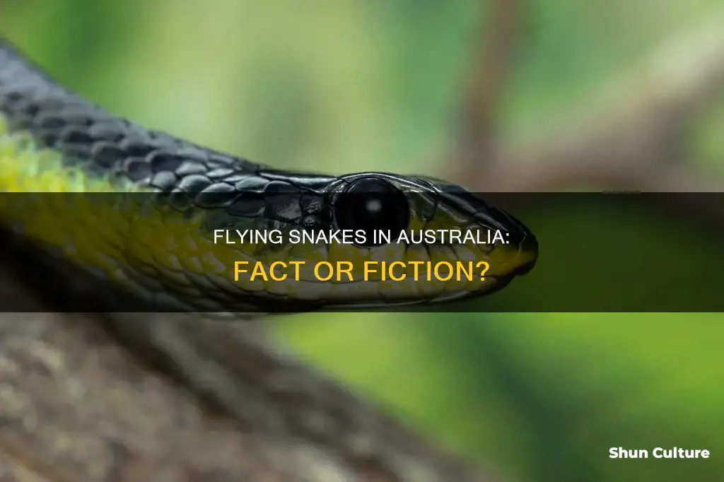 are there flying snakes in australia