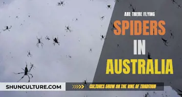 Spiders Taking Flight: Australia's Unique Arachnid Phenomenon