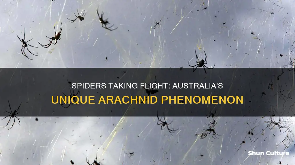are there flying spiders in australia