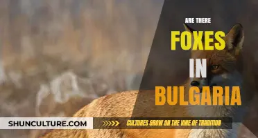 Exploring Bulgaria's Wildlife: A Look into the Fox Population