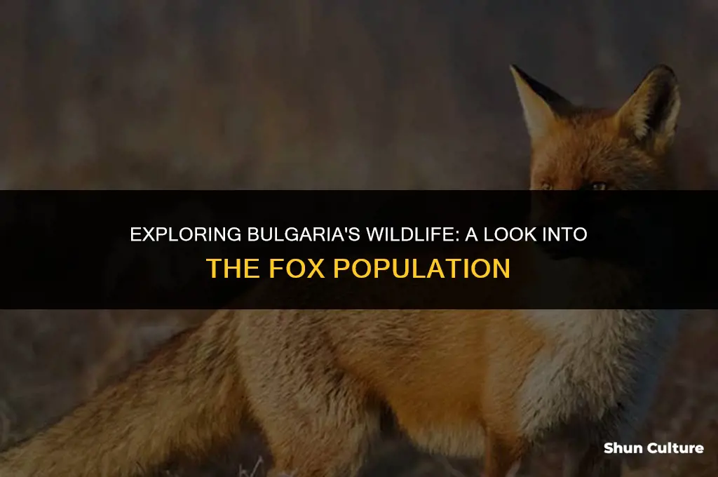 are there foxes in bulgaria