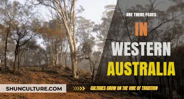 Foxes in Western Australia: An Unwanted Visitor?