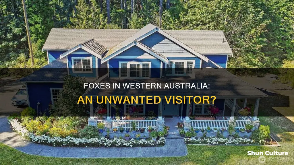 are there foxes in western australia