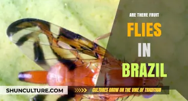 Fruit Flies in Brazil: Exploring Their Presence and Impact