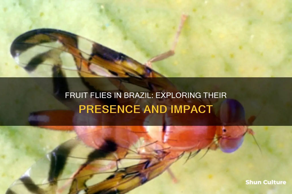 are there fruit flies in brazil