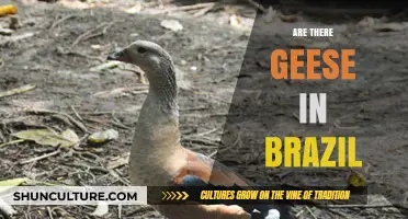 Geese in Brazil: Exploring Their Presence and Habitat in South America