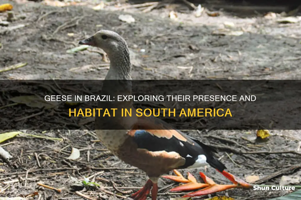 are there geese in brazil