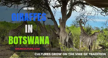 Exploring Botswana's Wildlife: Do Giraffes Roam Its Landscapes?