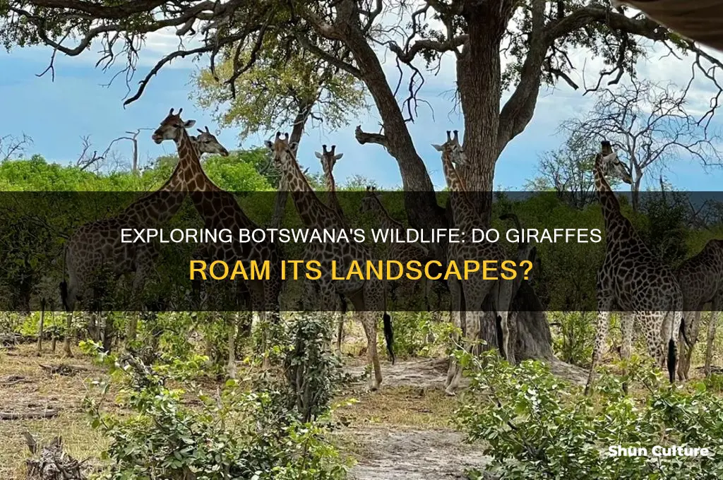 are there giraffes in botswana