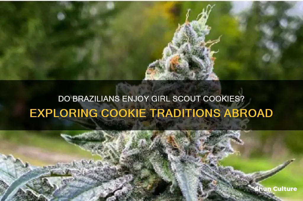 are there girl scout cookies in brazil
