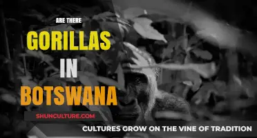 Exploring Botswana's Wildlife: Are Gorillas Part of Its Ecosystem?