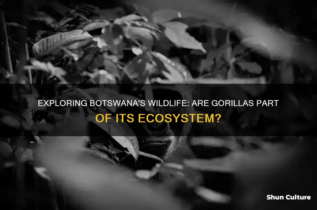 are there gorillas in botswana