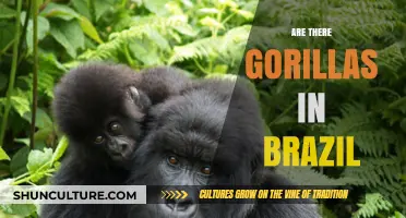 Exploring Brazil's Wildlife: Are Gorillas Part of Its Ecosystem?