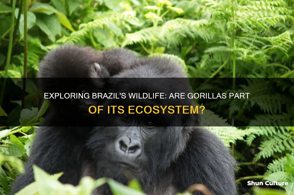 are there gorillas in brazil