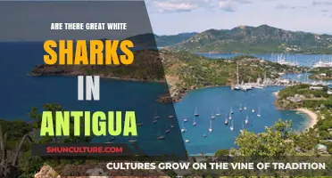 Great White Sharks in Antigua: Fact or Fiction?