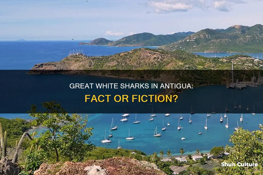 are there great white sharks in antigua