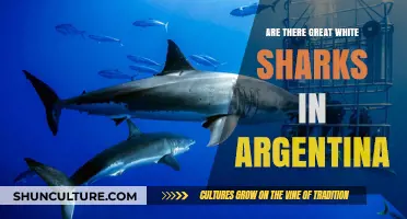 Exploring Argentina's Waters: The Presence of Great White Sharks
