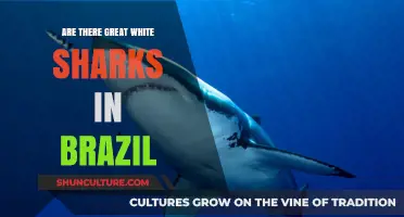 Great White Sharks in Brazil: Myth or Reality?