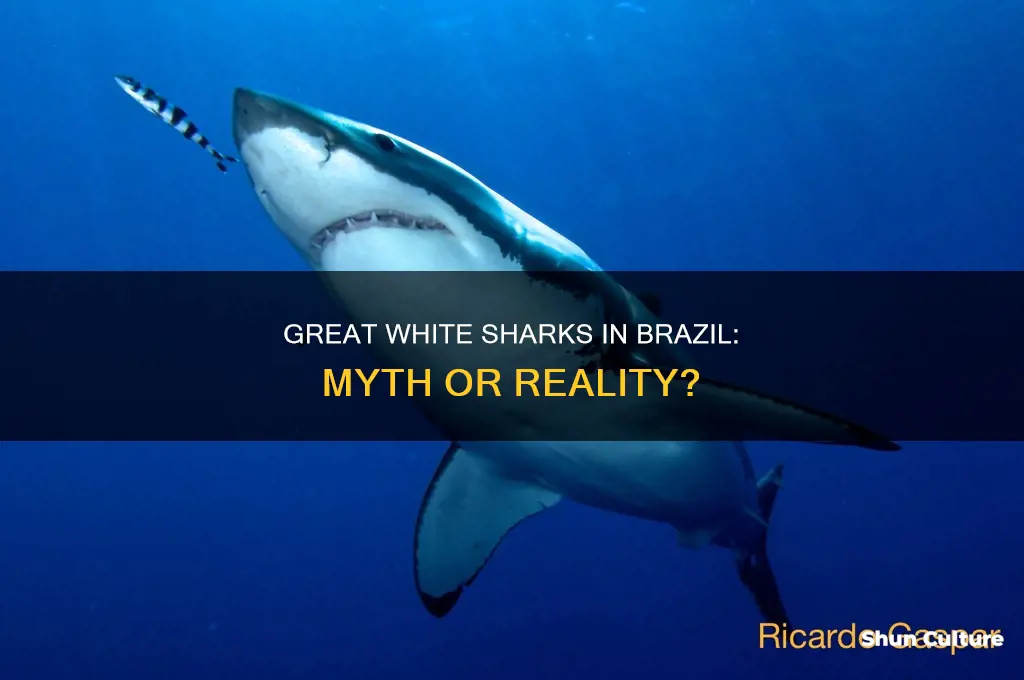are there great white sharks in brazil