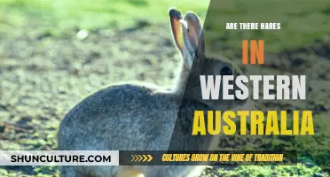 Hares in Western Australia: An Uncertain Future