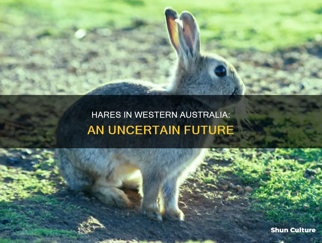 are there hares in western australia