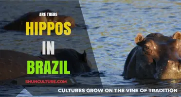 Do Hippos Roam Brazil? Unveiling the Truth About These Giants